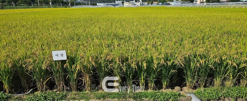 경남도 아람벼(제공=경남도)