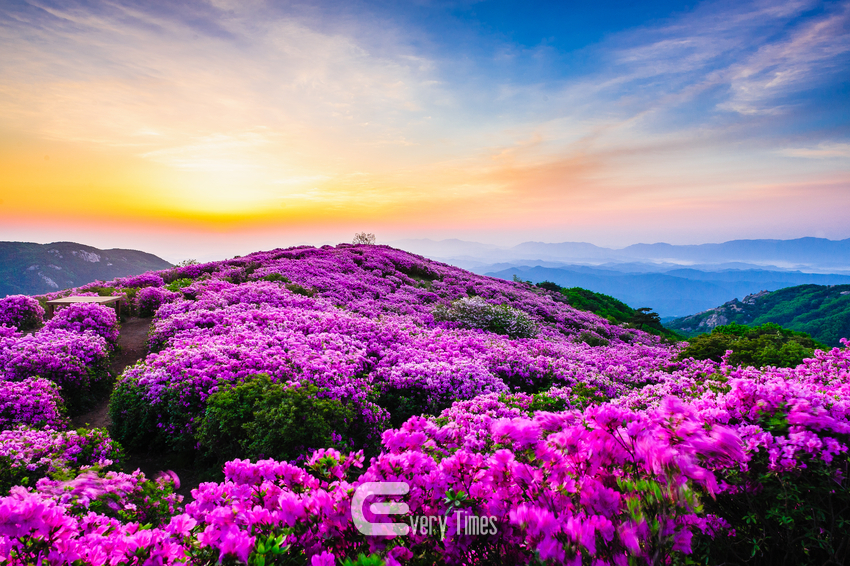 산청 황매산 철쭉(제공=경남도)