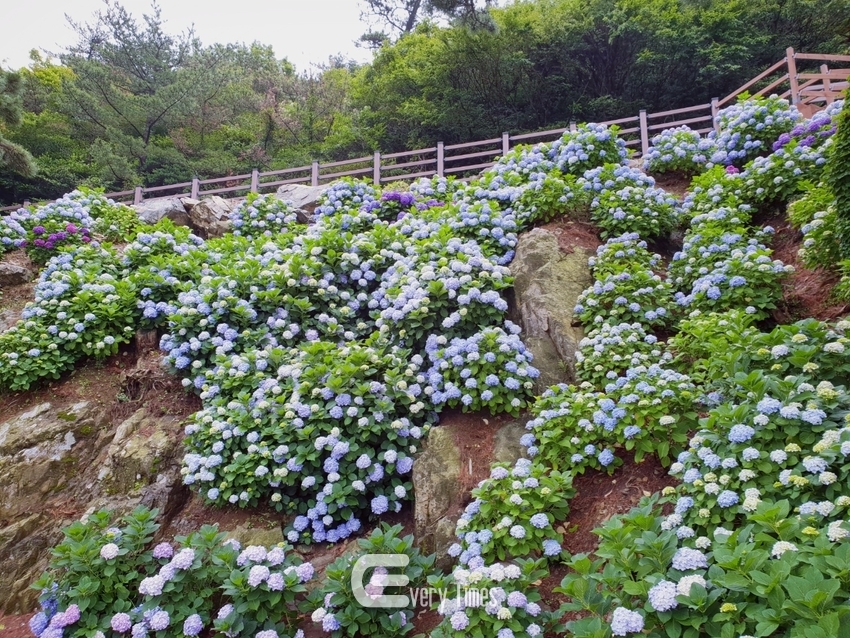 게제 남부면 수국길