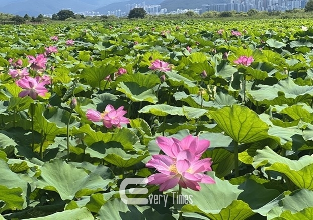 맥도 생태공원 연꽃 전경(제공=부산시)