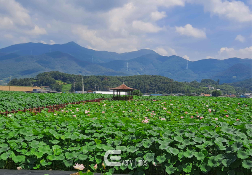 밀양 연꽃단지 전경(제공=밀양시)
