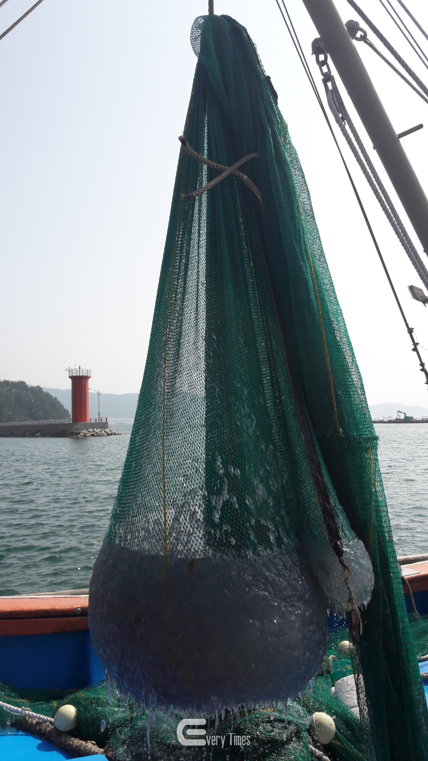 해파리 구제작업(제공=경남도)